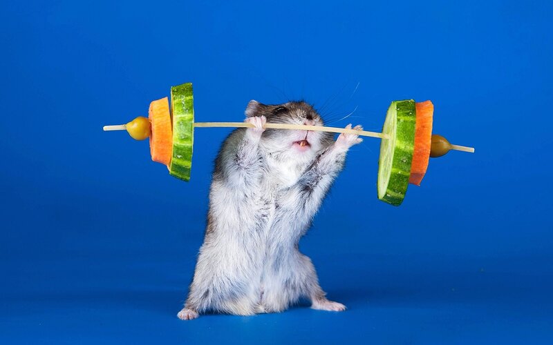 Hamster Lifting Vegetables