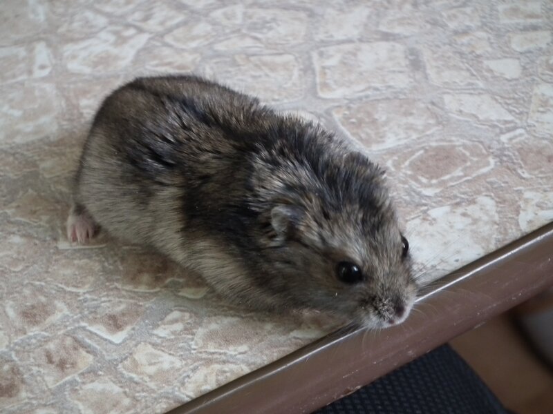 hamster on a tiled surface