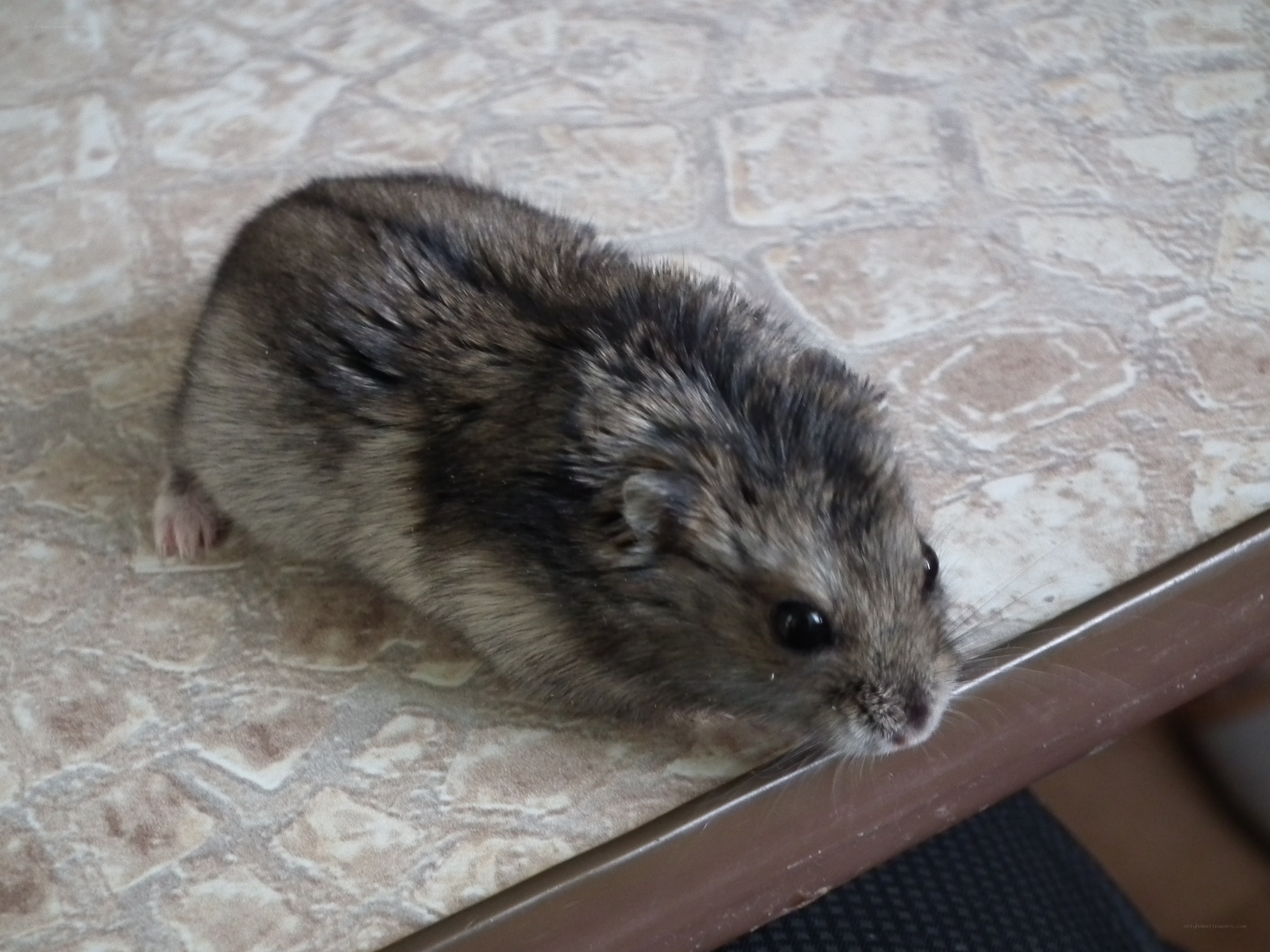 hamster on a tiled surface