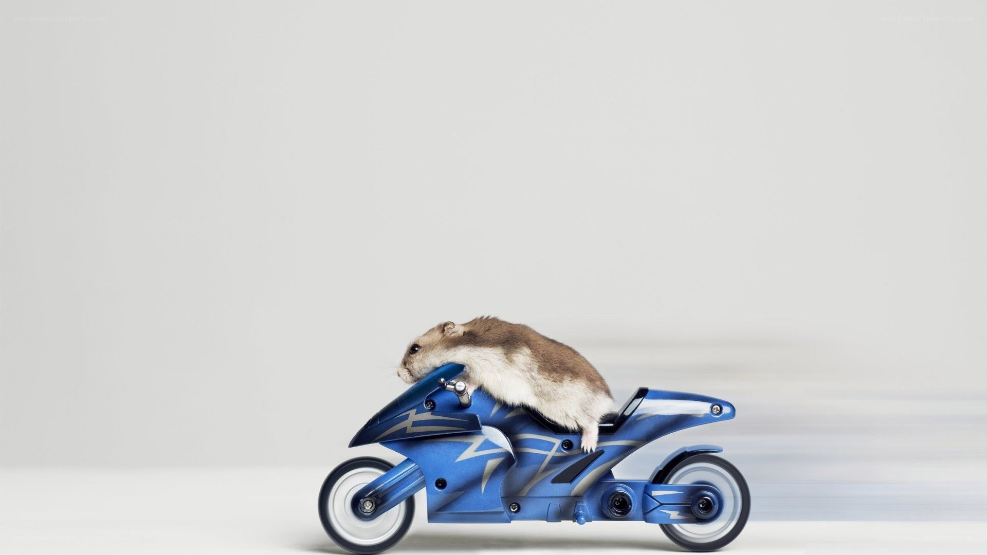 hamster on a toy motorcycle