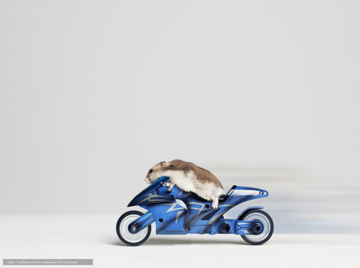 hamster on a toy motorcycle