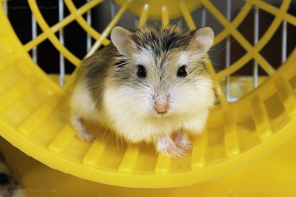 hamster on a wheel