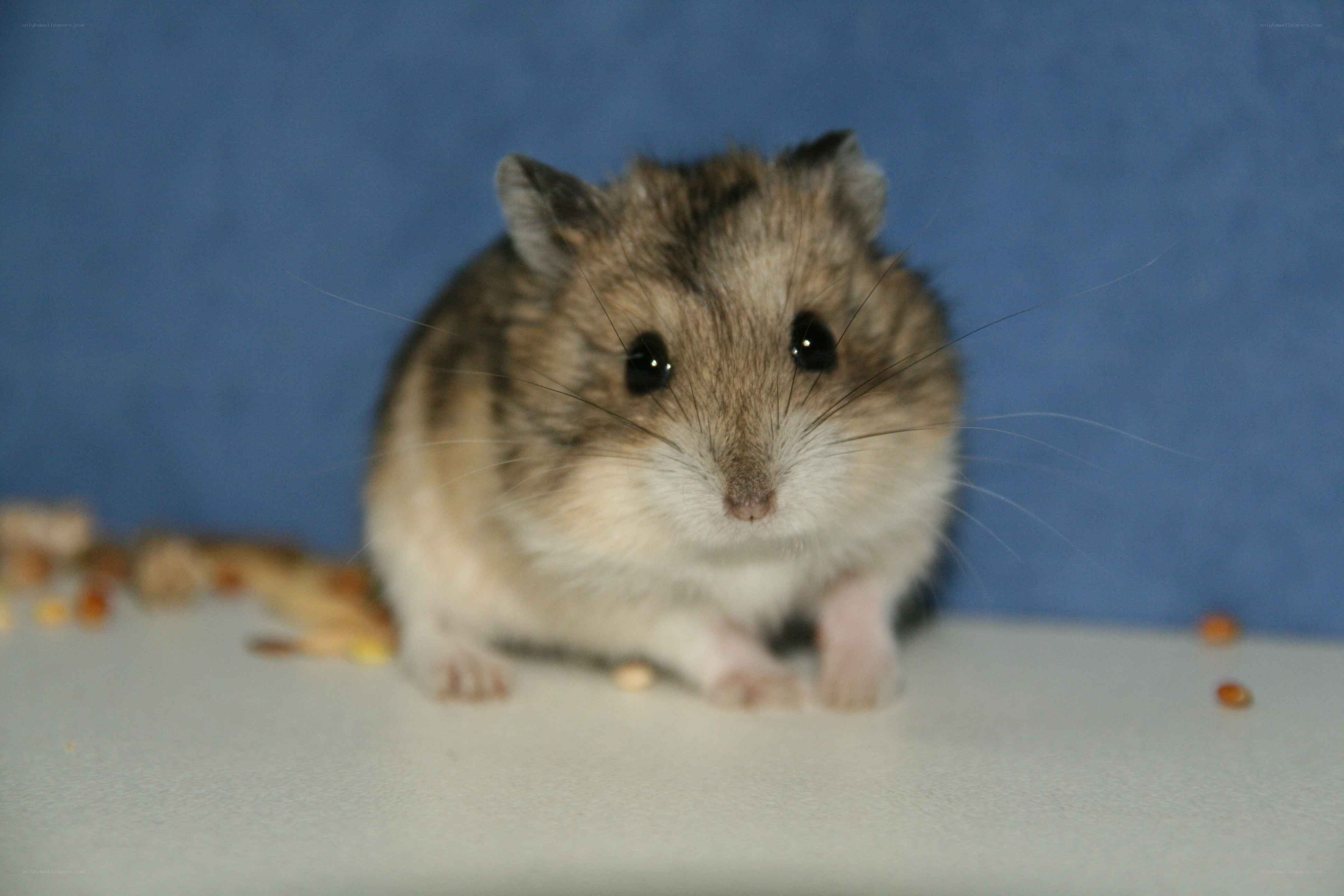 hamster on a white surface