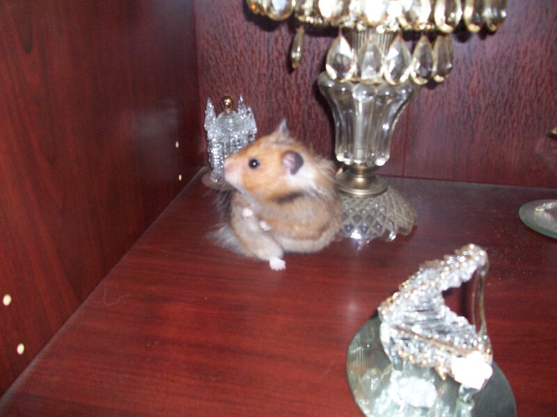 hamster on a wooden shelf