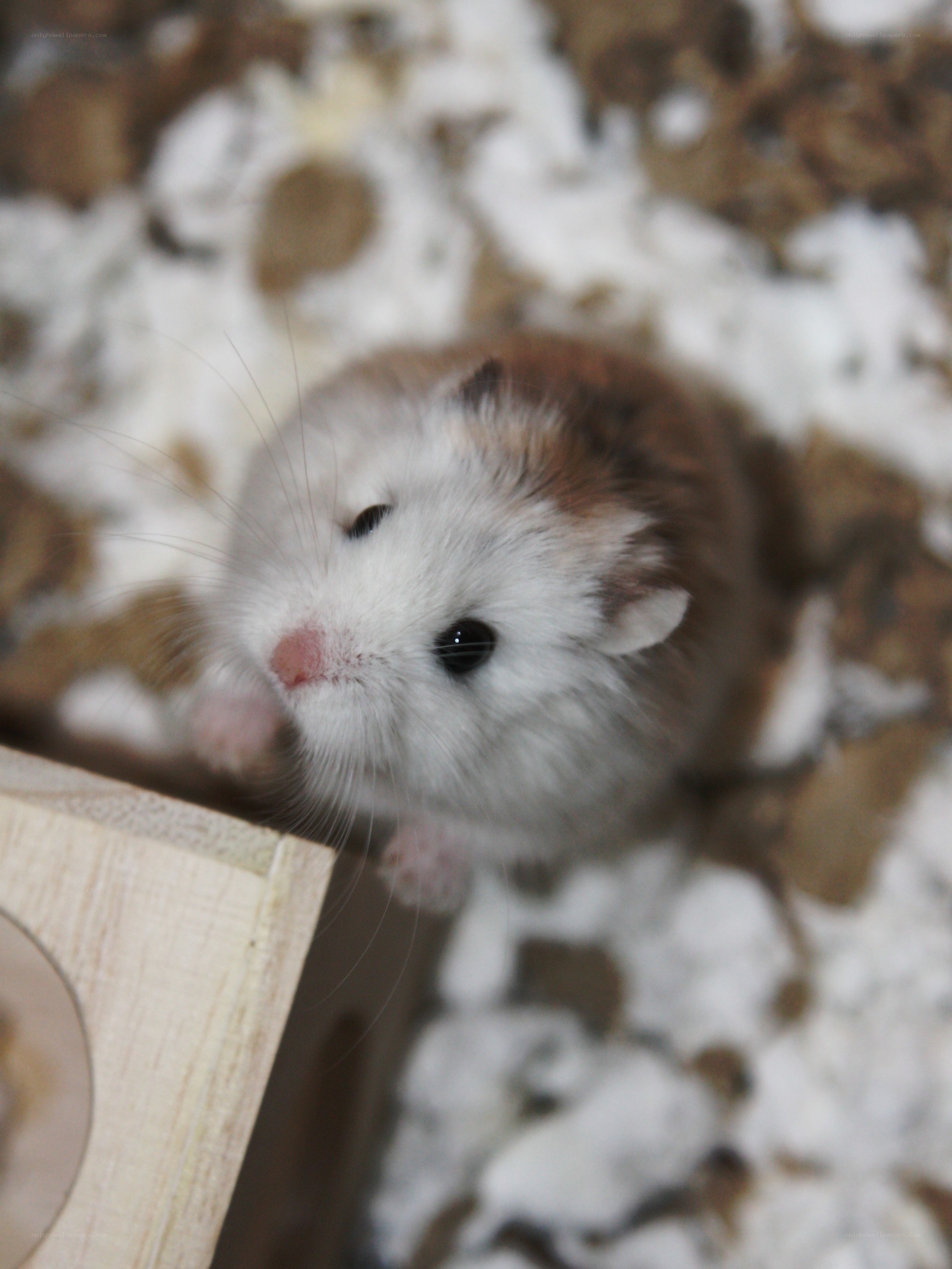 hamster on bedding