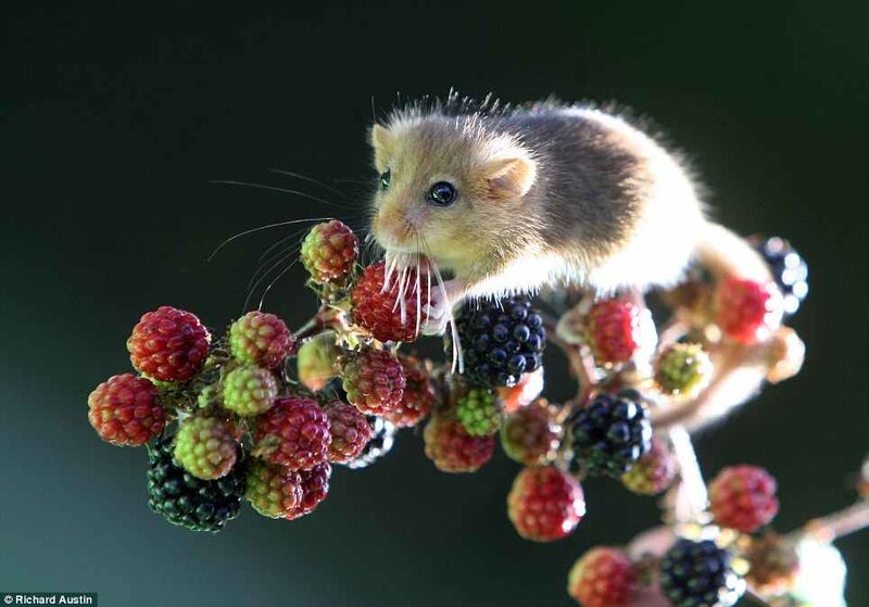 Hamster on Blackberry Bush