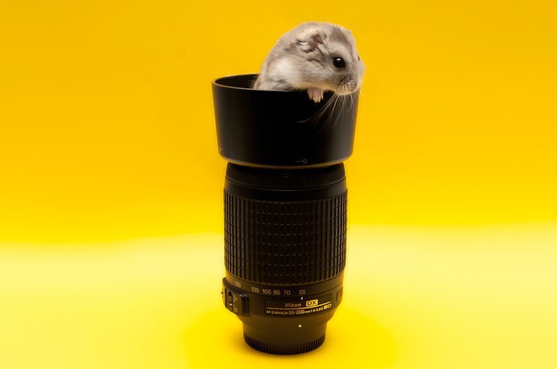 hamster on camera lens