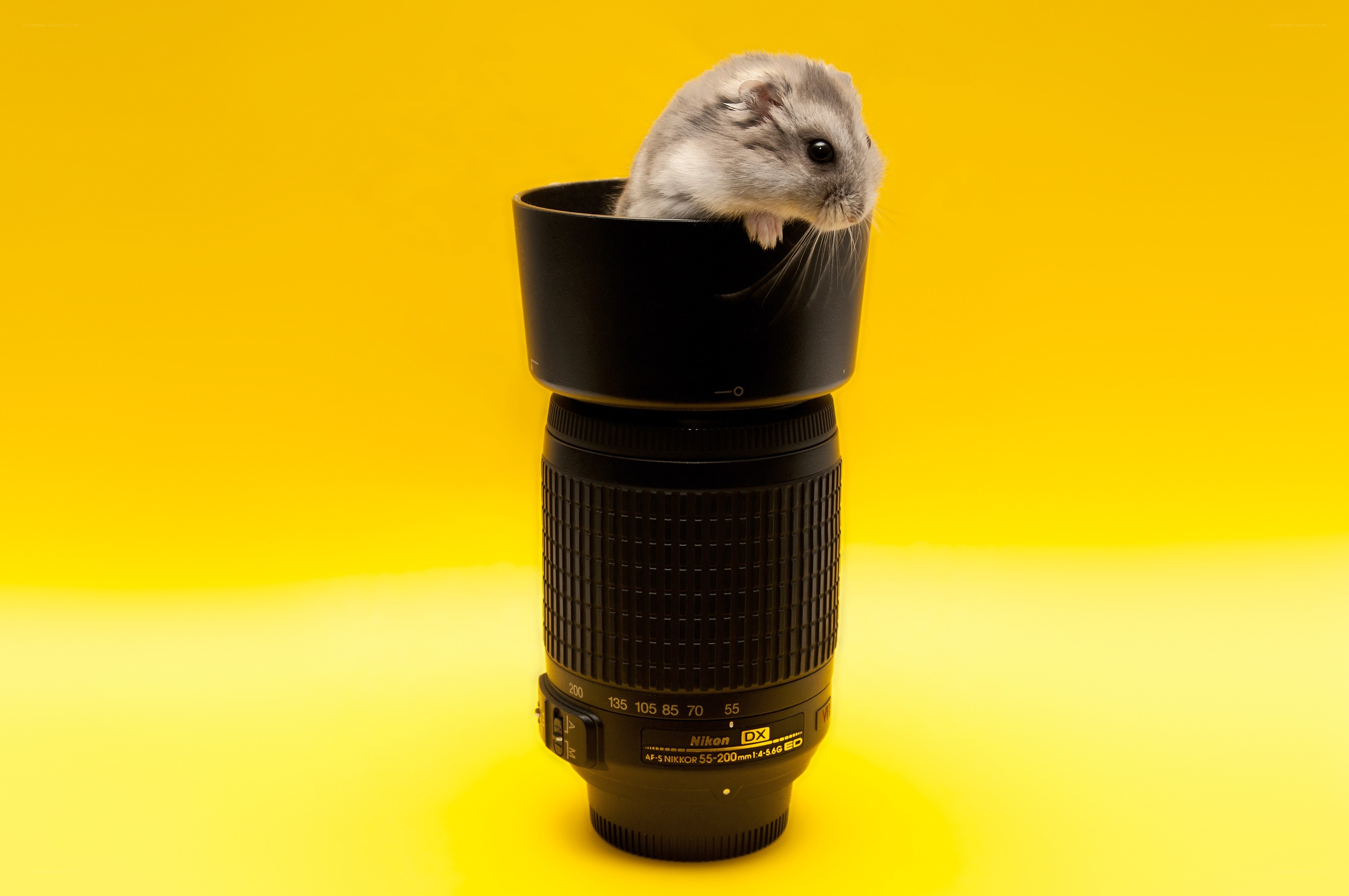 hamster on camera lens