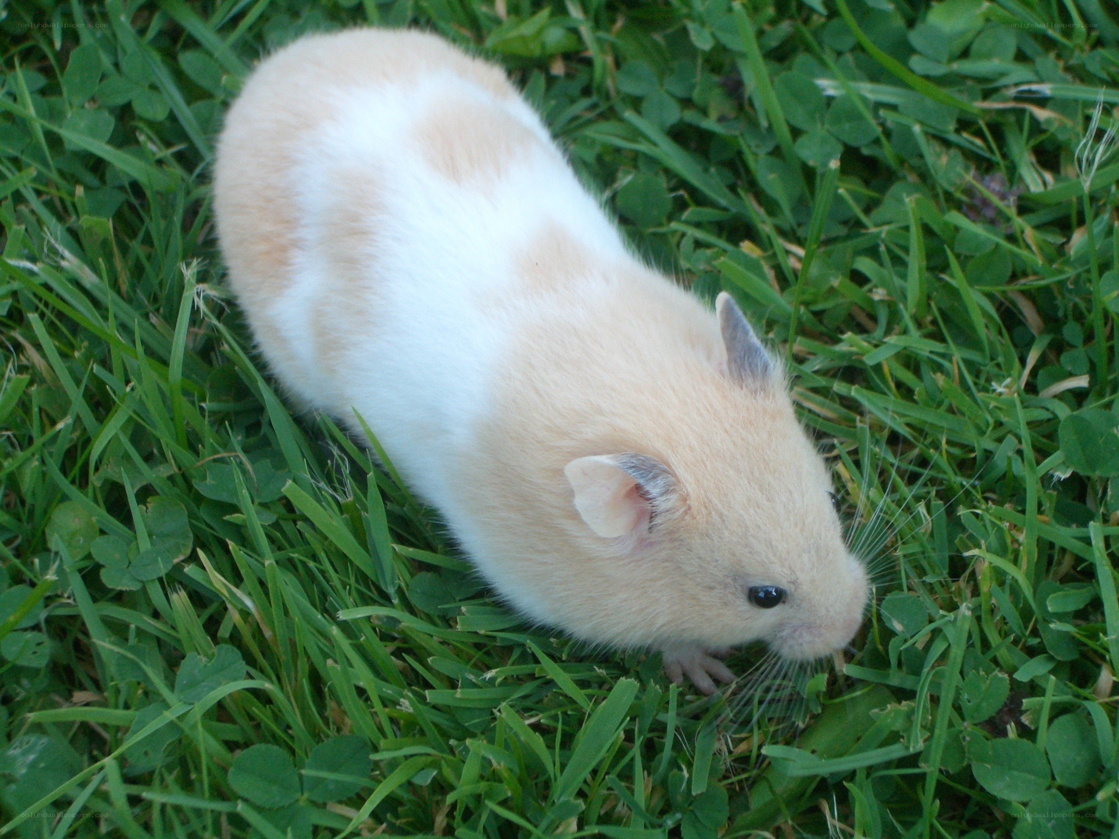 hamster on green grass
