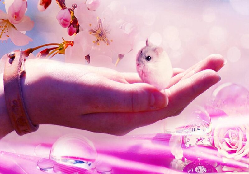 Hamster on Hand