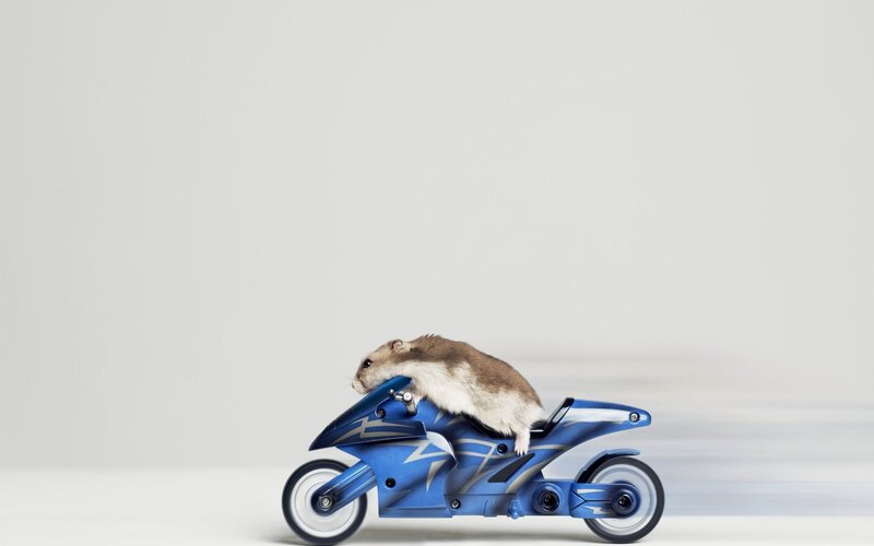 Hamster on Motorcycle — Blue, Playful, Photograph