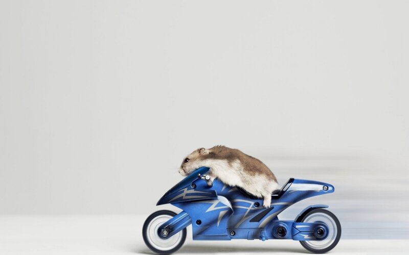 Hamster on Motorcycle — Blue, Playful