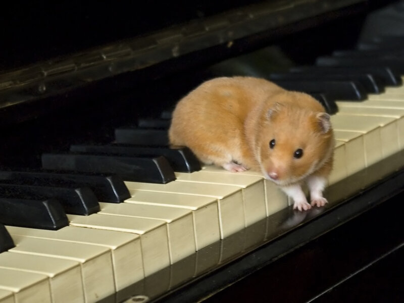 hamster on piano keys