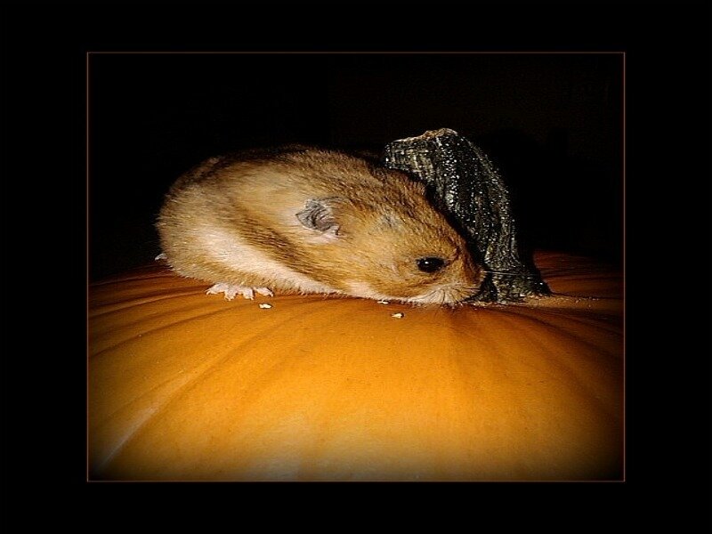 Hamster on Pumpkin