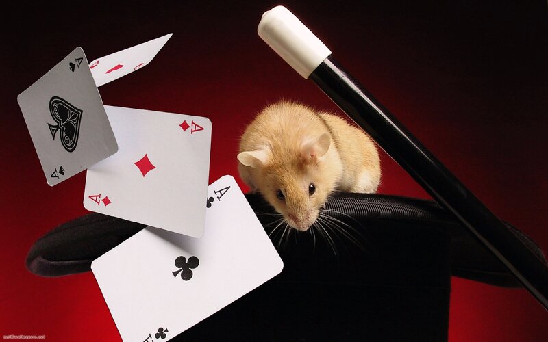 Hamster on Top Hat