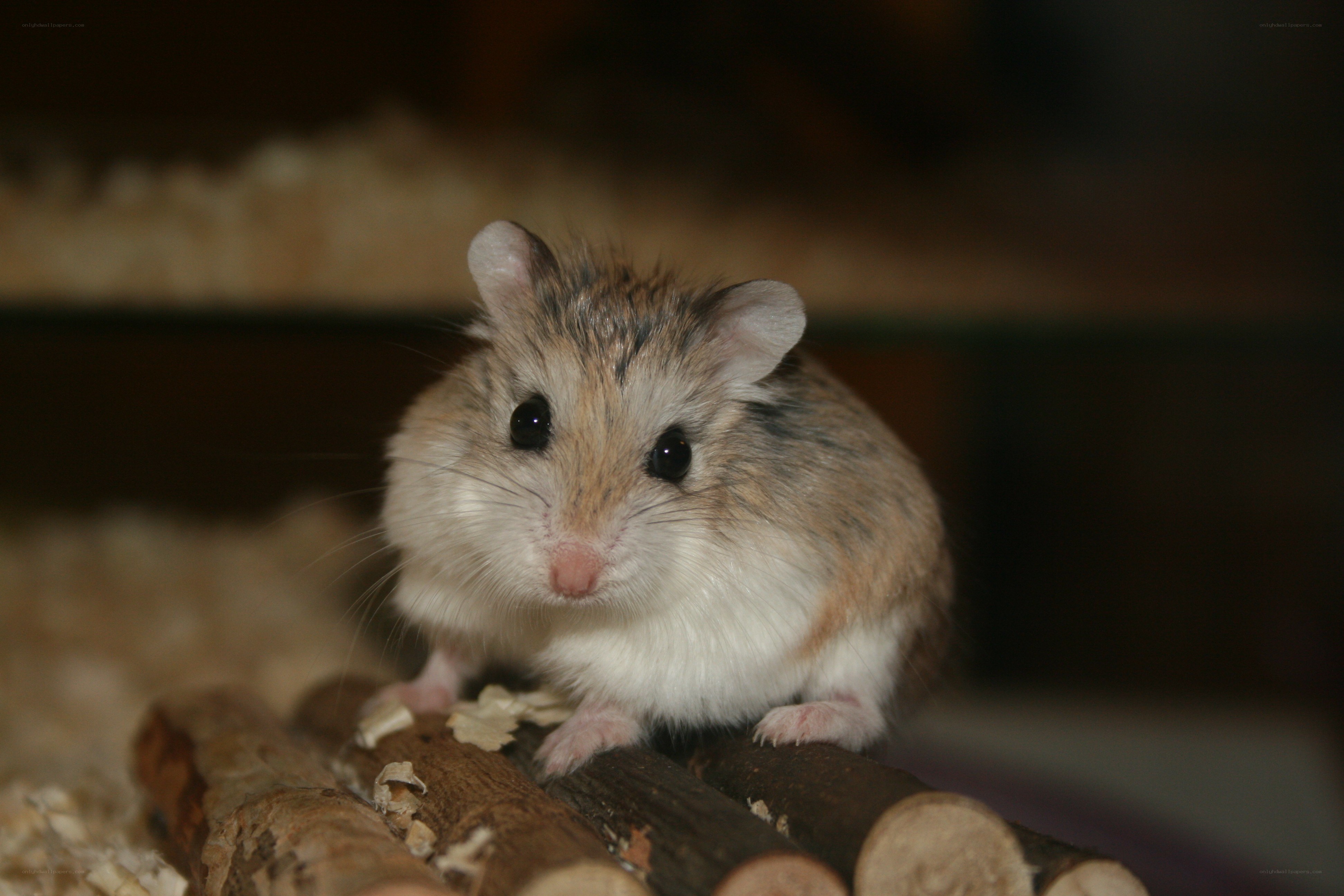 hamster on wooden logs