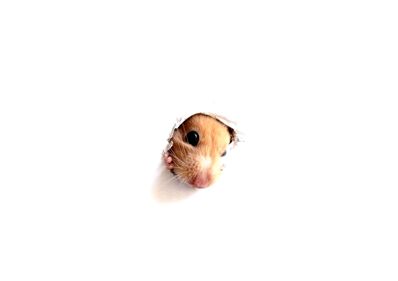 hamster peeking through hole