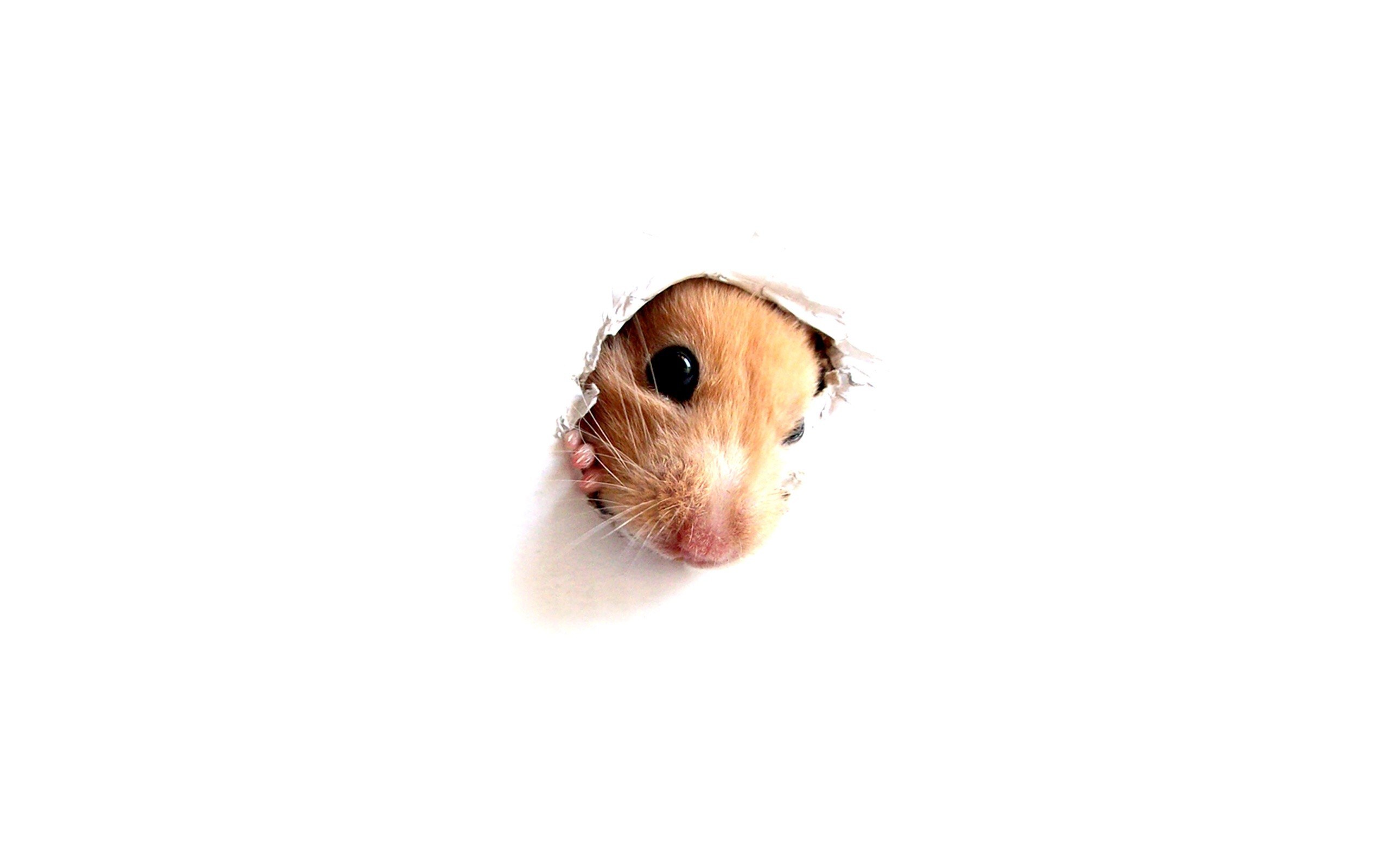 hamster peeking through hole