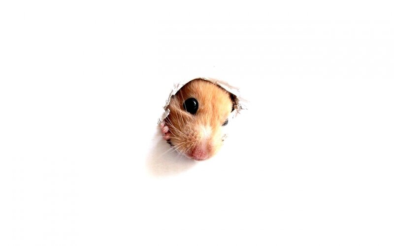 Hamster Peeking Through Hole — White, Curious
