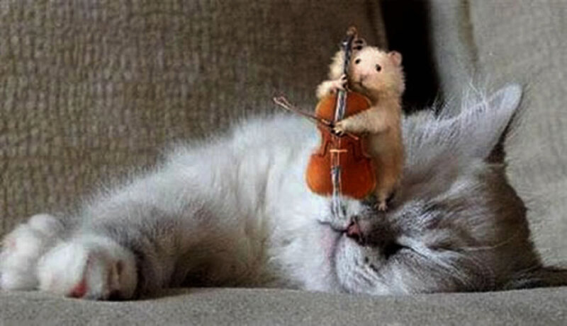 Hamster Playing Cello