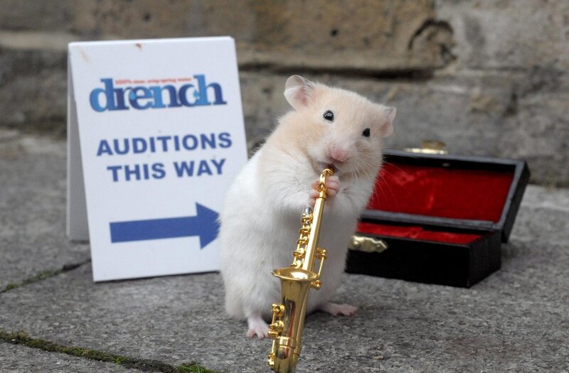 hamster playing saxophone