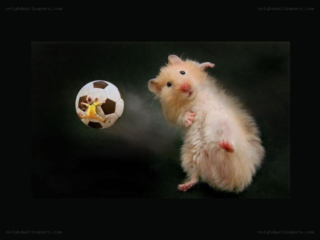 hamster playing soccer