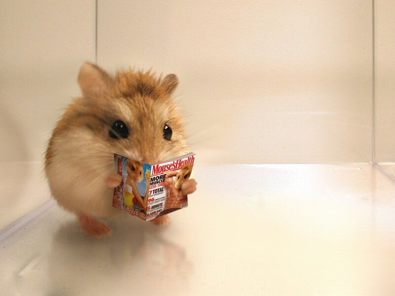 Hamster Reading Magazine