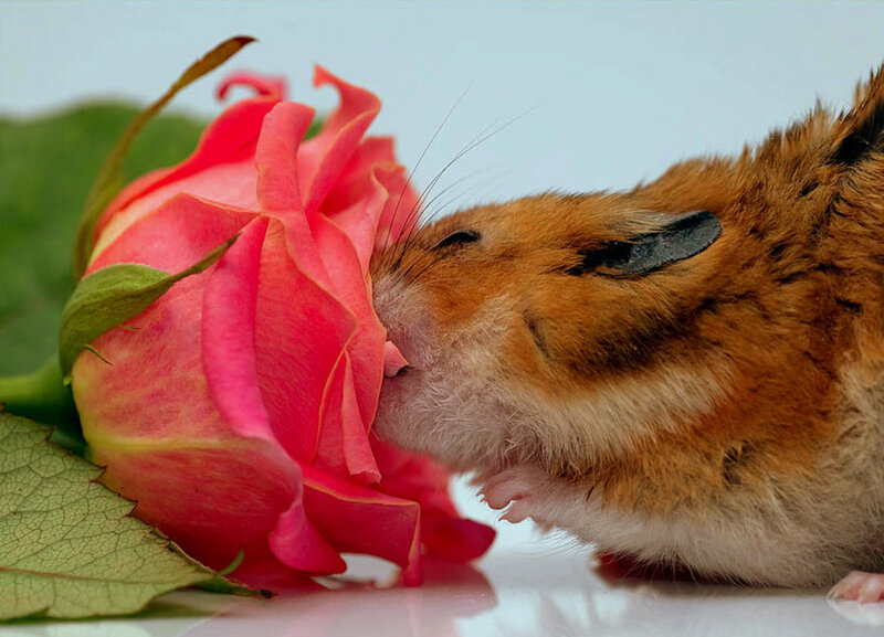 hamster smelling a rose