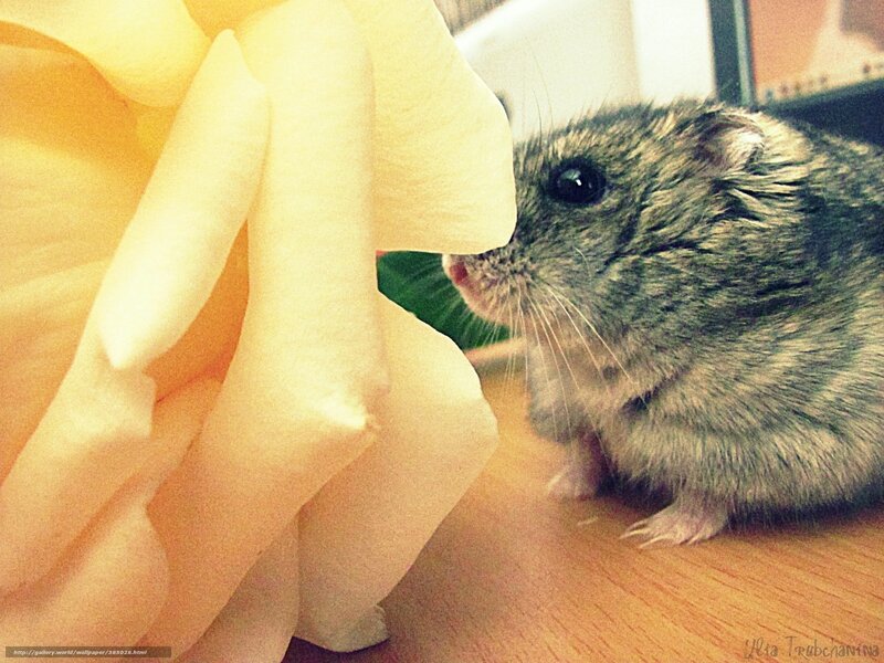 hamster sniffing a flower