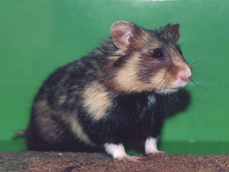 hamster with black and brown fur