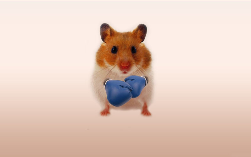 Hamster with Boxing Gloves