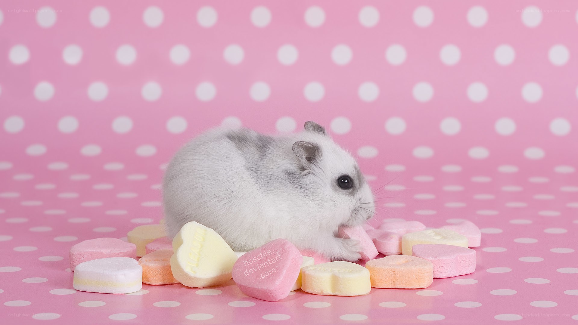 hamster with candy hearts