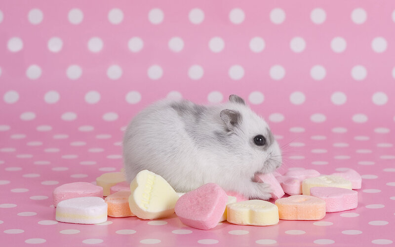 hamster with candy hearts