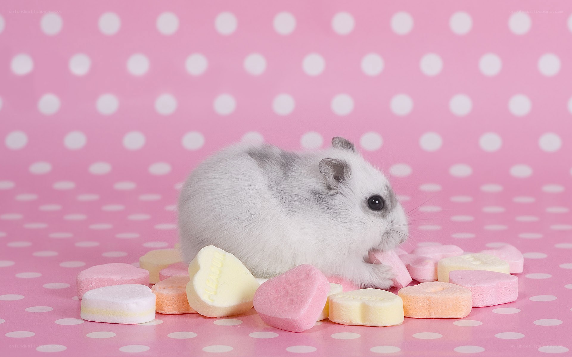 hamster with candy hearts