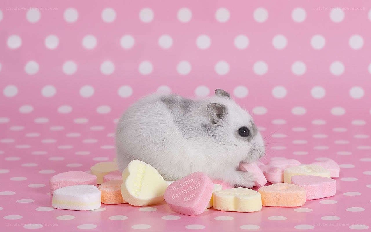 hamster with candy hearts