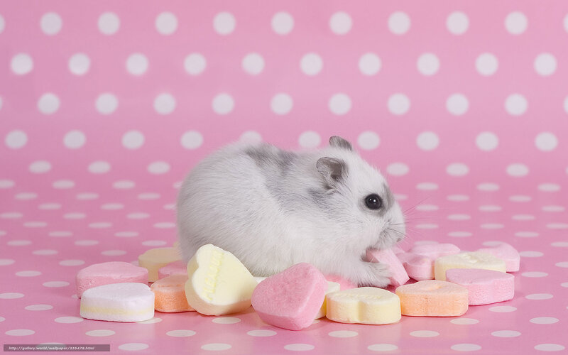 hamster with candy hearts
