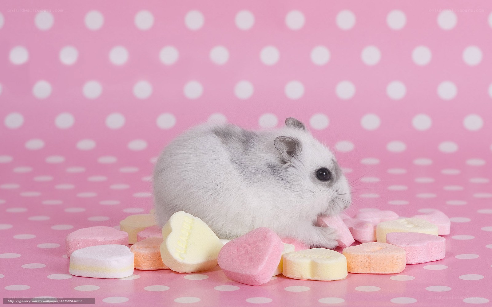 hamster with candy hearts