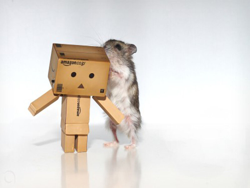 Hamster with Cardboard Robot — White