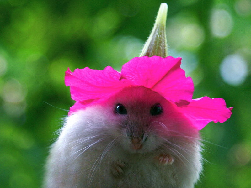 Hamster with Flower