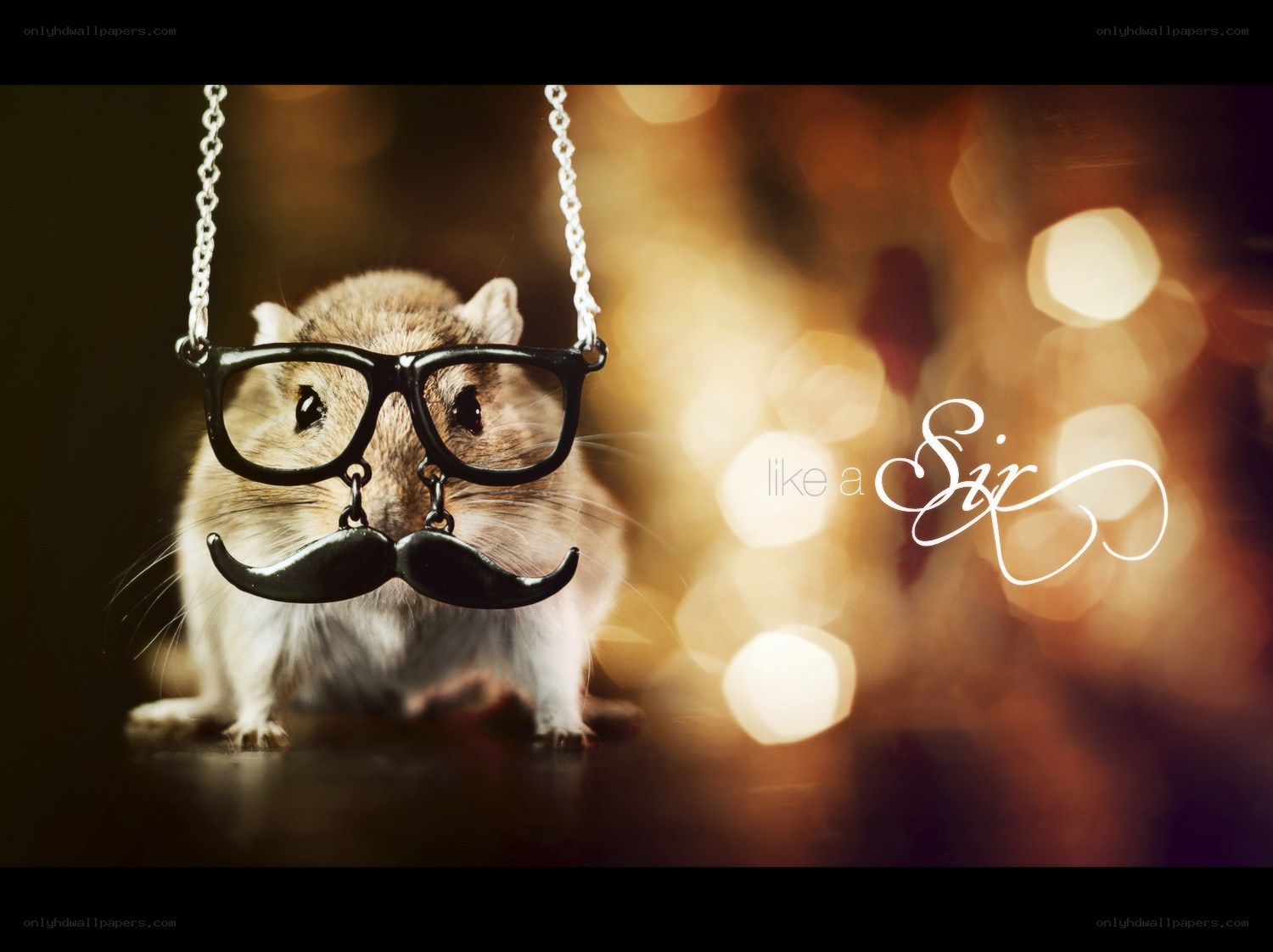 hamster with glasses and mustache