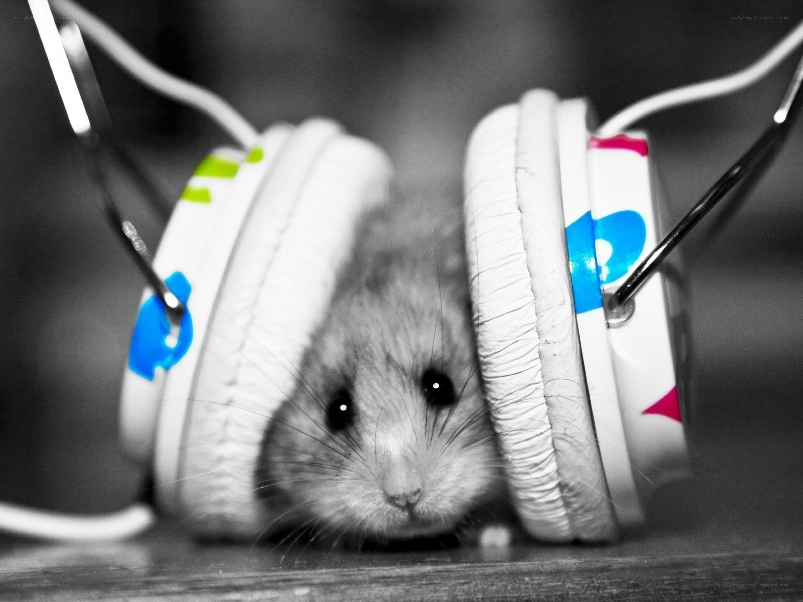 hamster with headphones