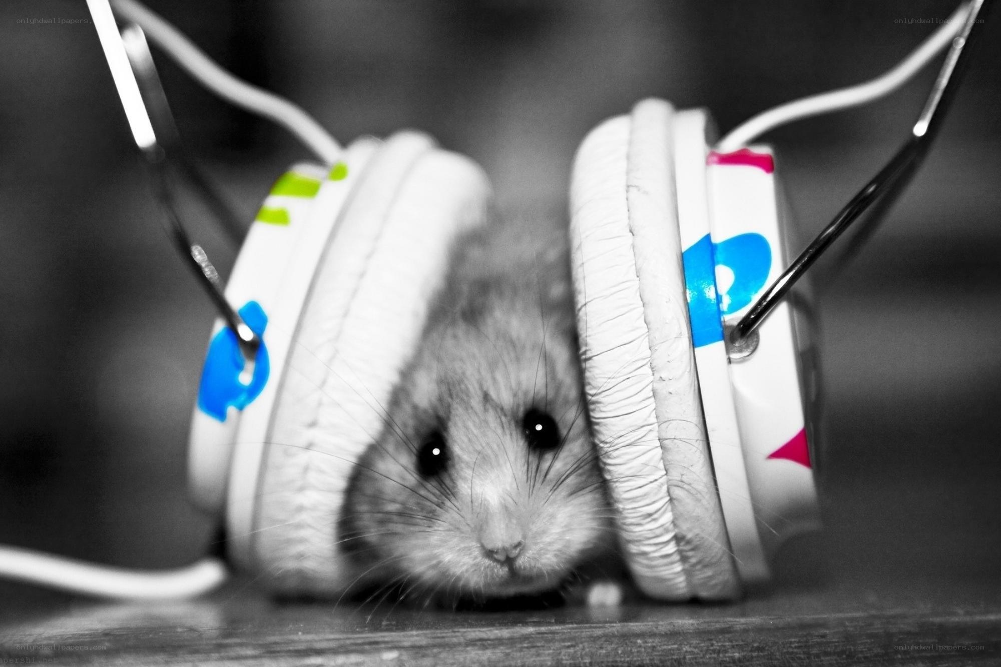 hamster with headphones