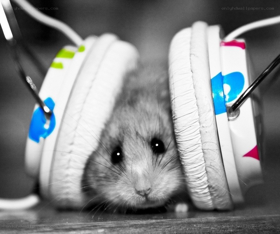 hamster with headphones