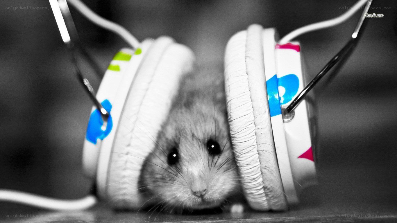 hamster with headphones