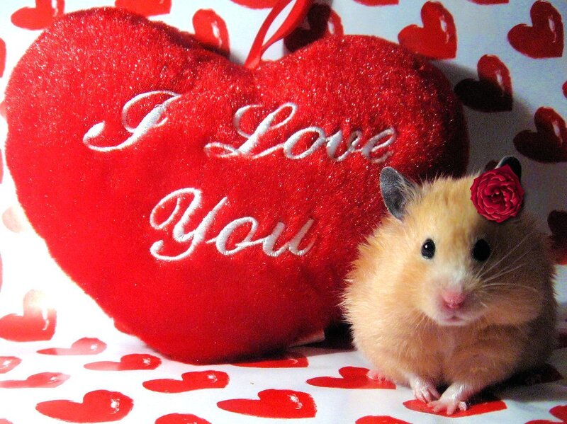 Hamster with Heart Pillow