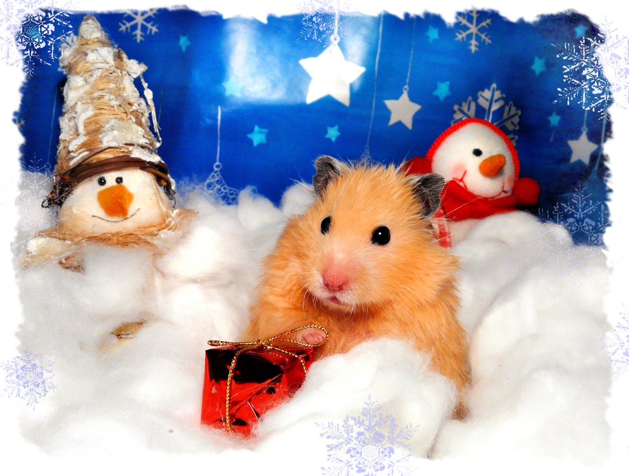 hamster with holiday gifts