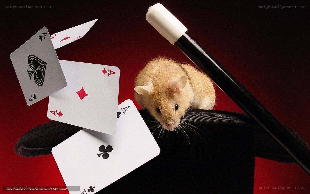 hamster with magic cards