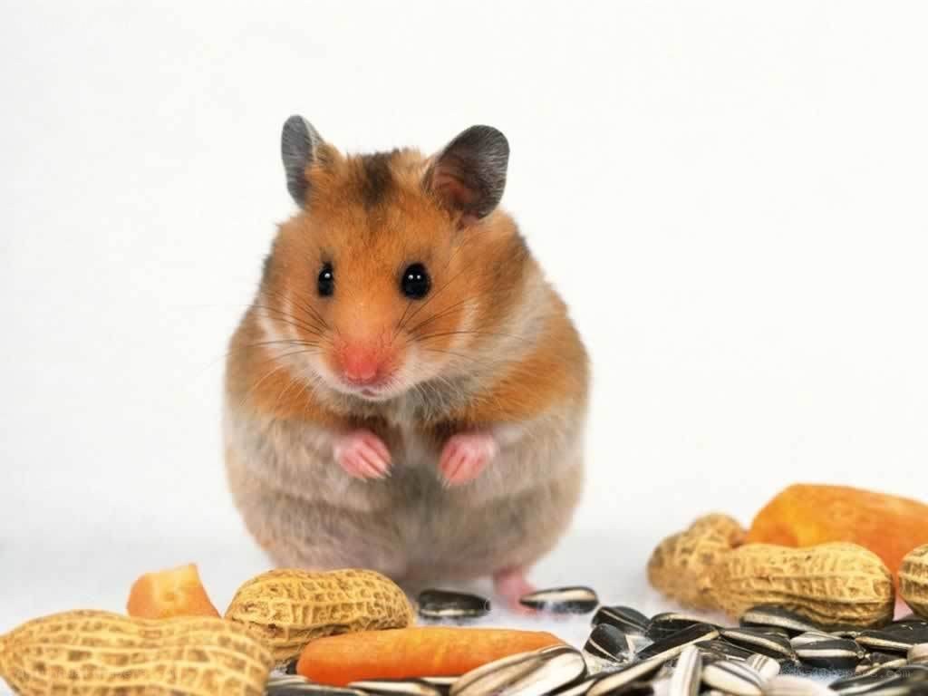 hamster with nuts and seeds