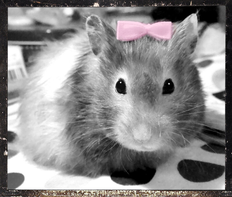 Hamster with Pink Bow — Black