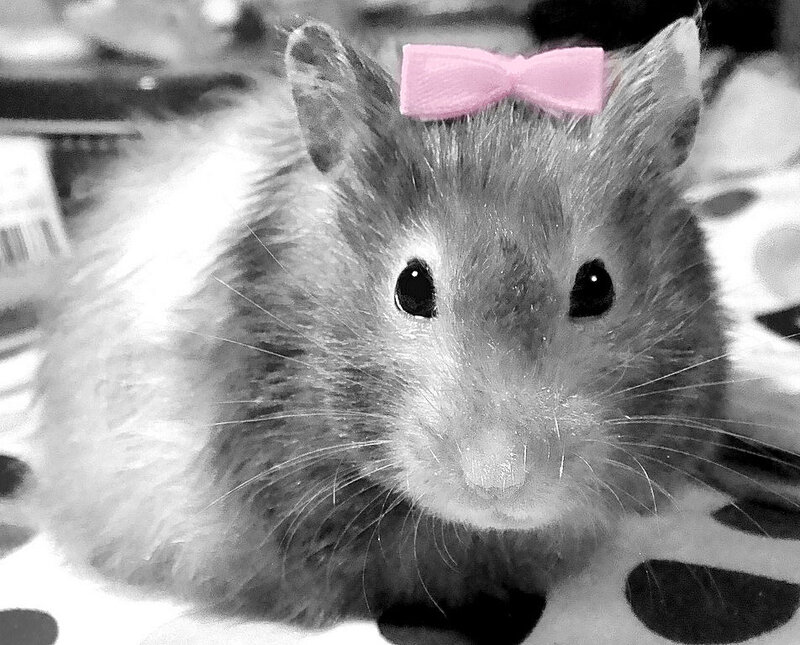Hamster with Pink Bow